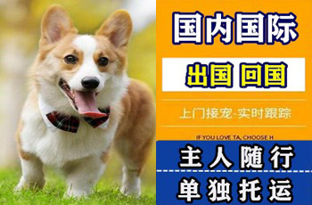 省直辖行政单位宠物托运公司省直辖行政单位宠物托运公司省直辖行政单位宠物托运公司
