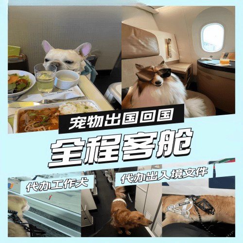 省直辖行政单位宠物托运到白俄罗斯宠物入境规定和要求